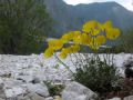 Papaver alpinum